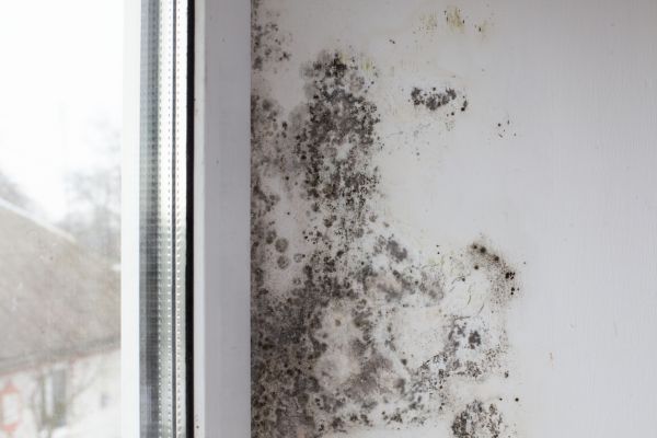 Air Duct Mold Removal